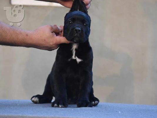 Κουτάβια Cane Corso